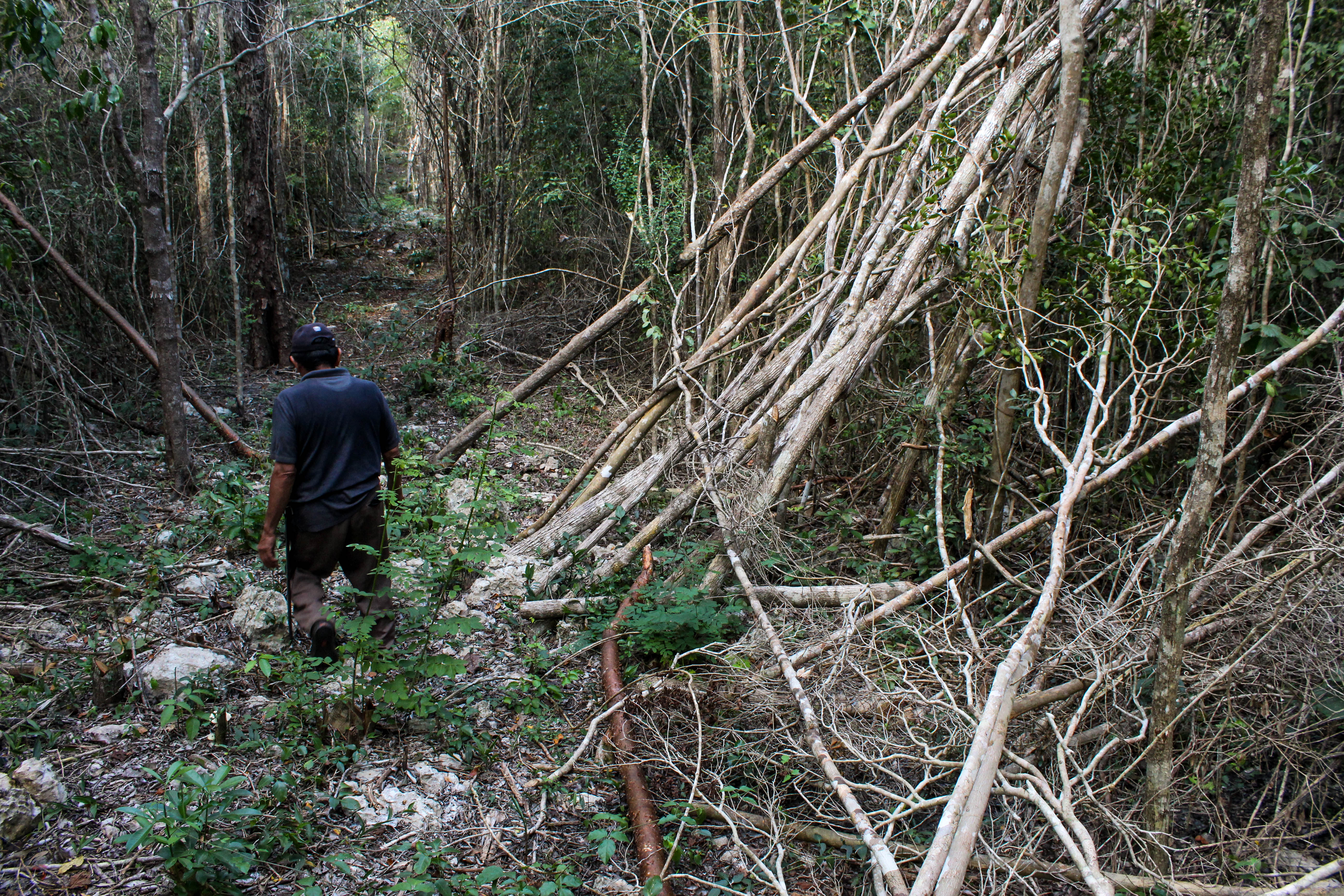 Kanxoc denuncia tala ilegal ordenada por la Procuraduría Agraria