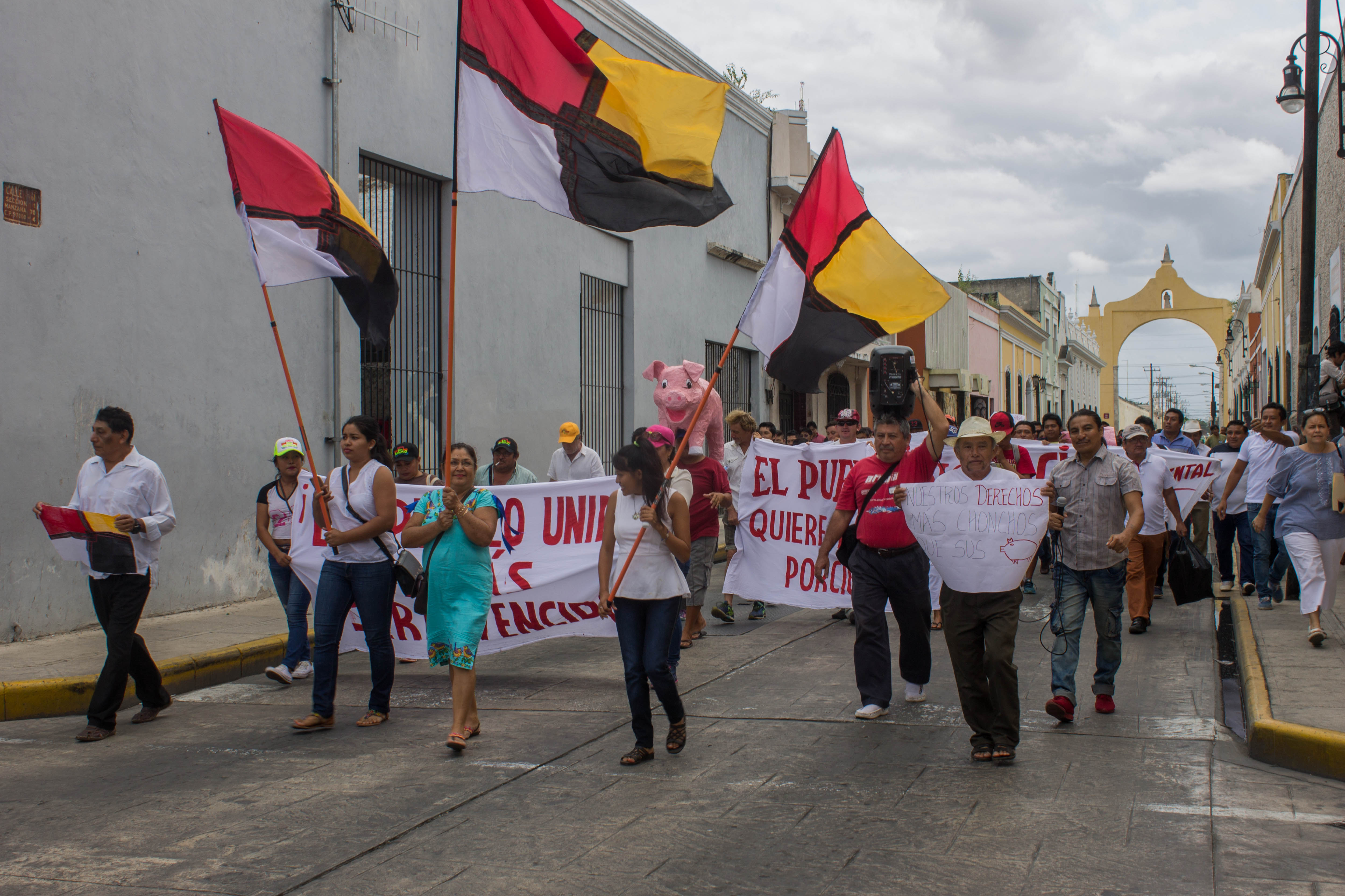 Gobierno de Yucatán opera en tribunales contra Homún y a favor de mega granja porcícola